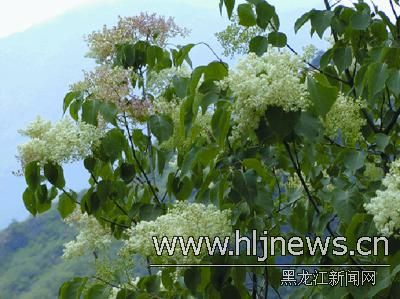 暴马丁香
