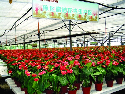 不畏经济寒冬 萧山花木产业依然产销两旺（图）