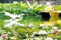荷花展主景