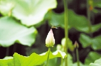 荷蕾蜻蜓