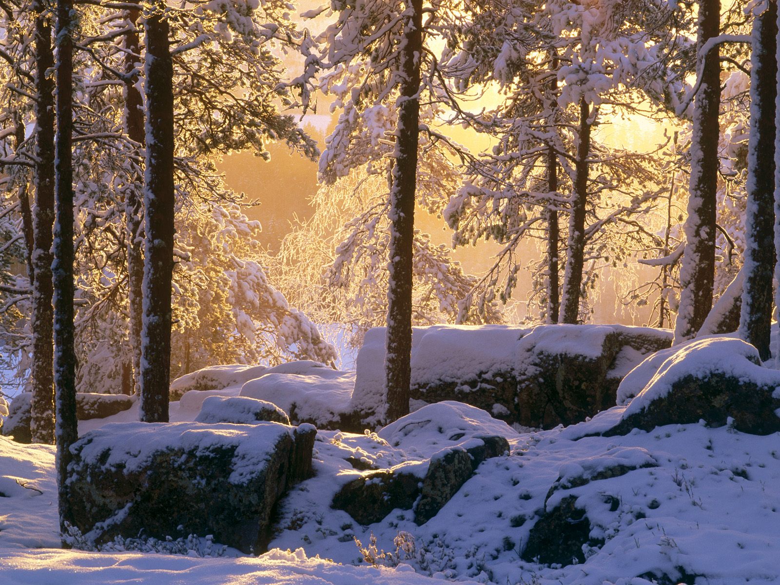雪景
