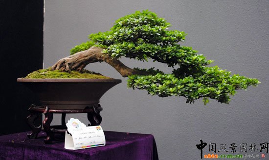 第七届花博会(青州)室内展--重庆展区