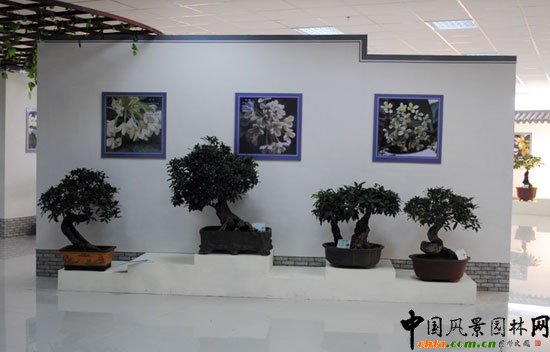 第七届花博会(青州)室内展--桂花盆景展