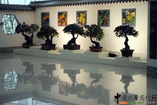 第七届花博会(青州)室内展--桂花盆景展