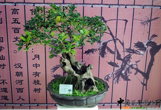 第七届花博会(青州)室内展--桂花盆景展