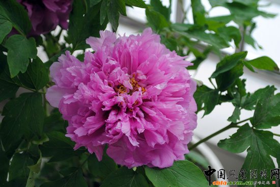 第七届花博会(青州)室内展--精品花卉